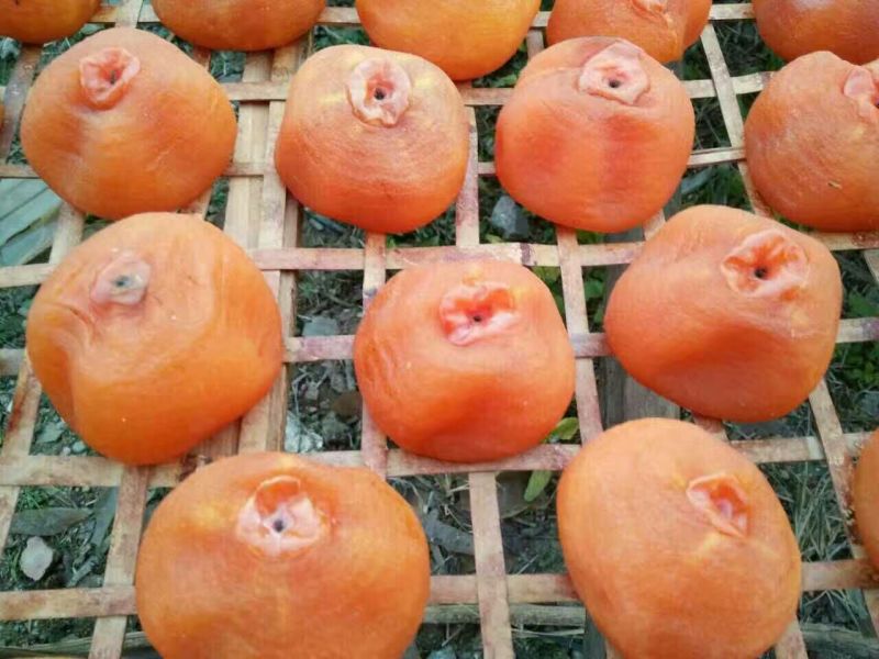 柿饼1~2两