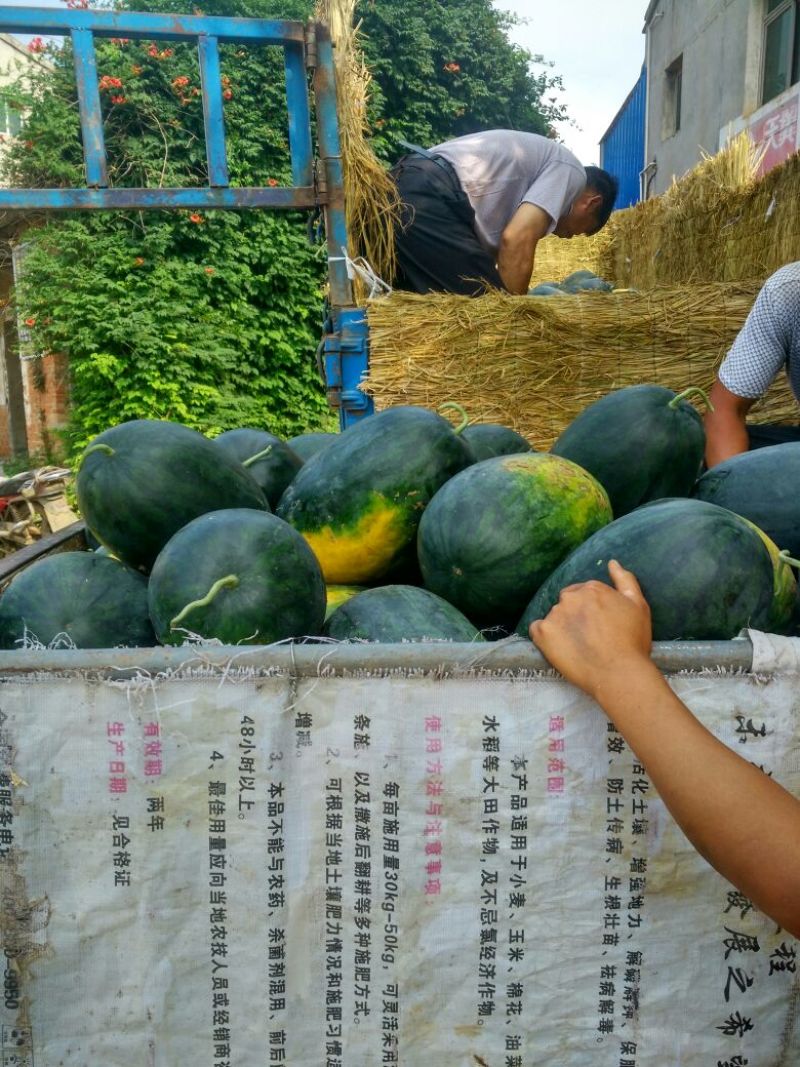 黑美人西瓜6斤打底8成熟1茬