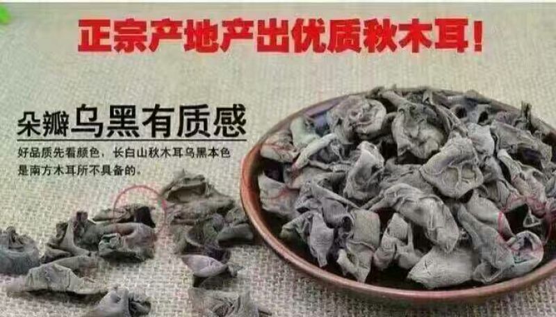 秋耳二级