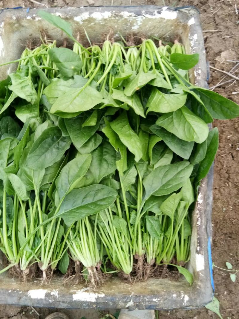 大叶菠菜15~20厘米
