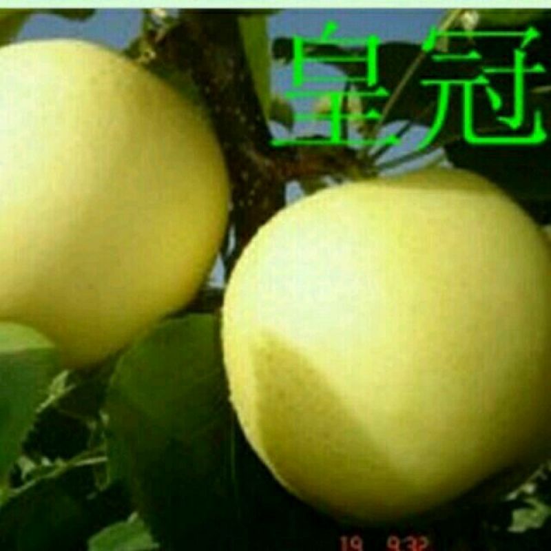 皇冠梨纸箱