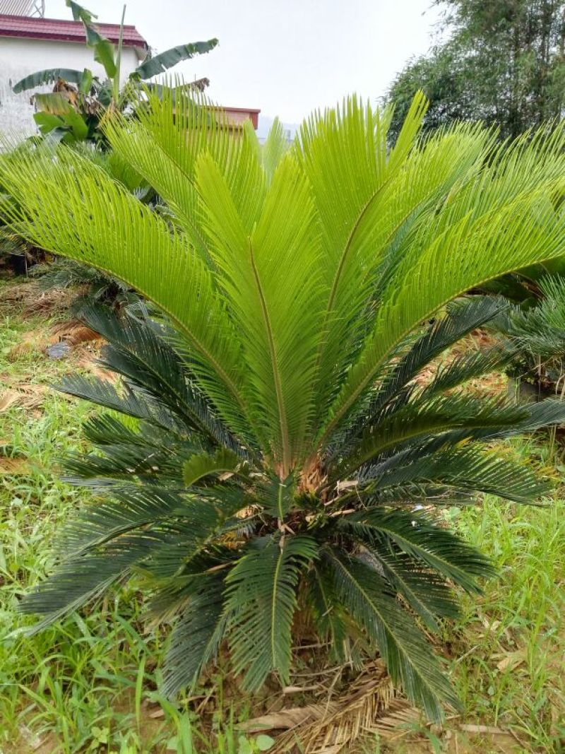 铁树