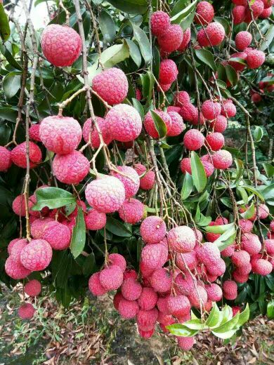 广东广州市从化区荔枝 1.5~2cm批发_李海平供