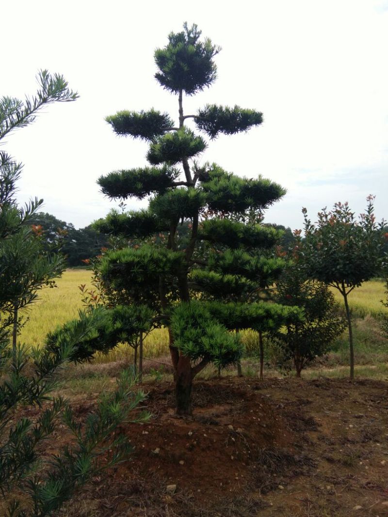 造型松10公分