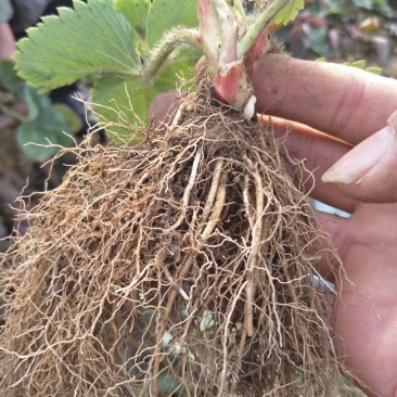 红颜草莓苗10~20cm