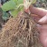 红颜草莓苗10~20cm