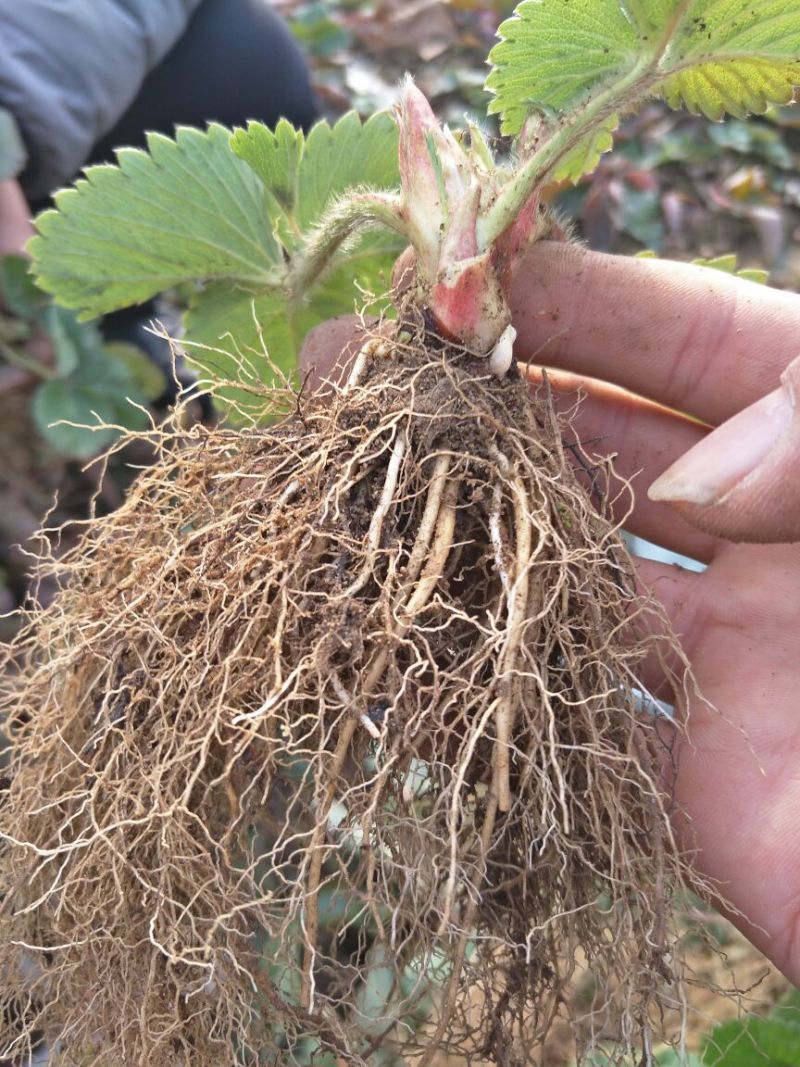 红颜草莓苗10~20cm