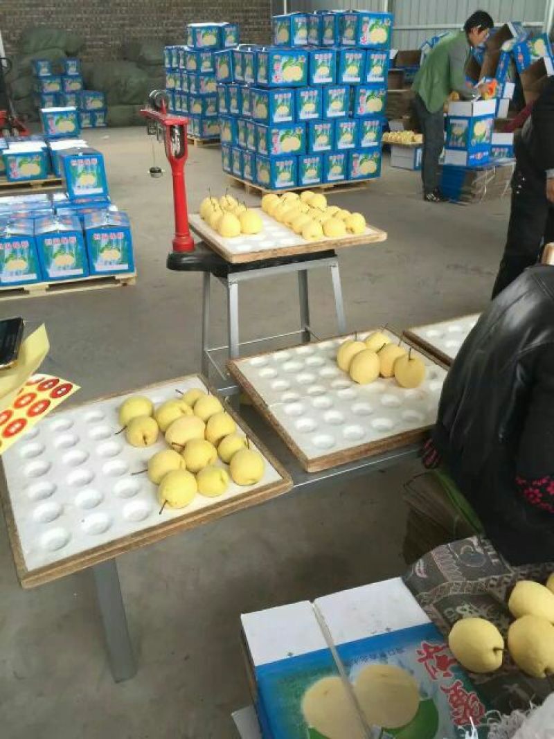 山西吕梁文水产地大量供应酥梨(贡梨)
