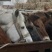 肉马400~500kg