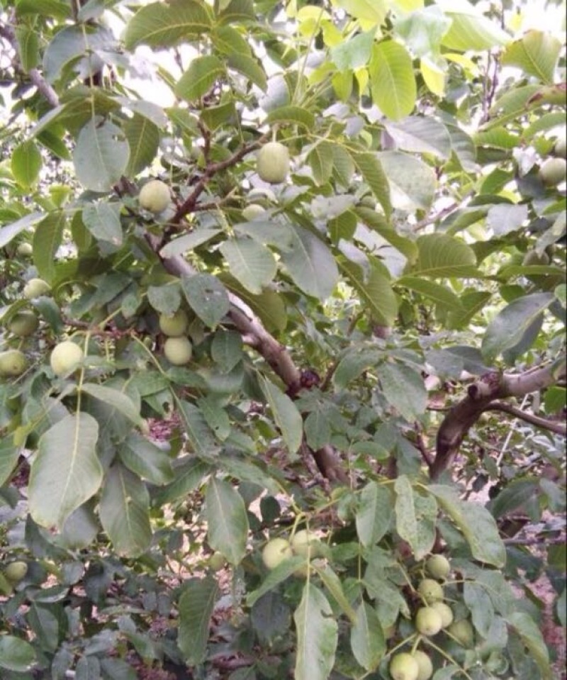 青皮核桃