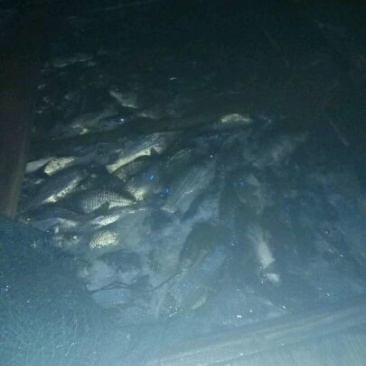 鲫鱼食用
