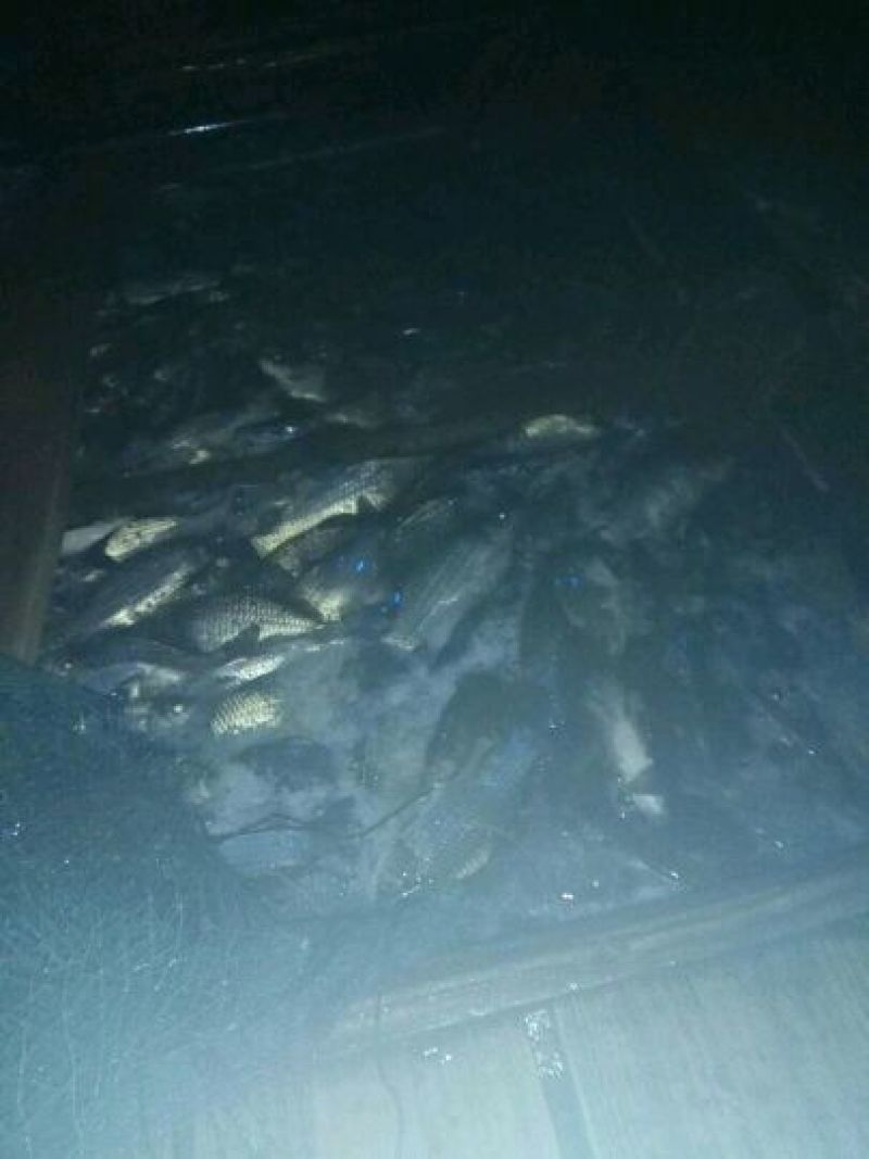 鲫鱼食用