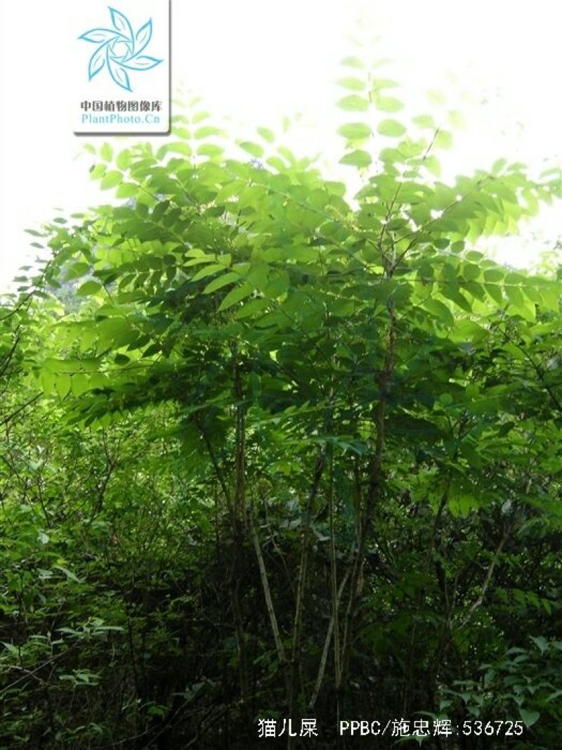 八月瓜60g以下