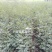 花椒苗1~2年