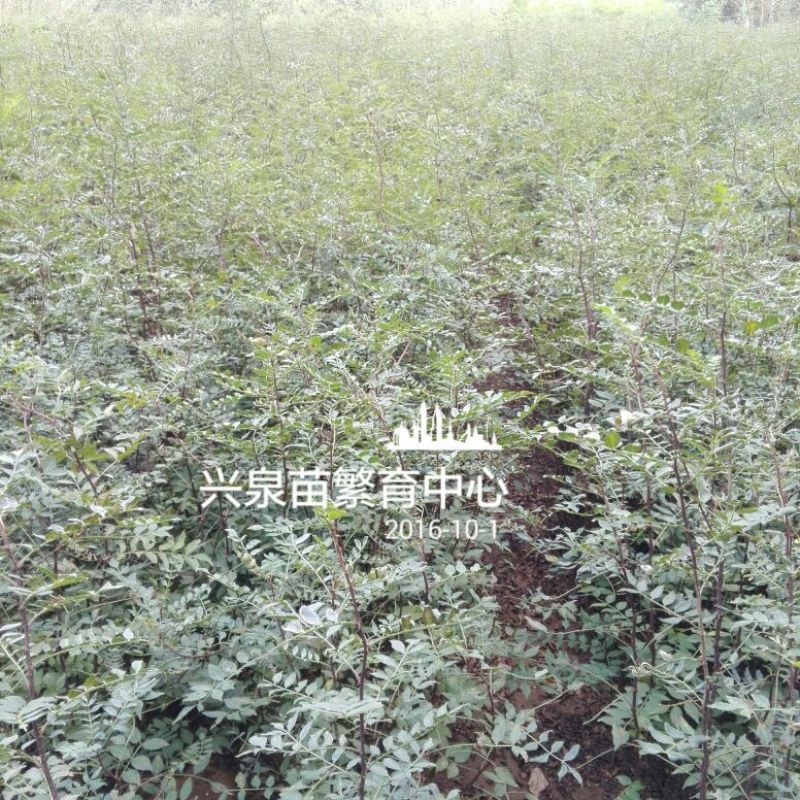 花椒苗1~2年
