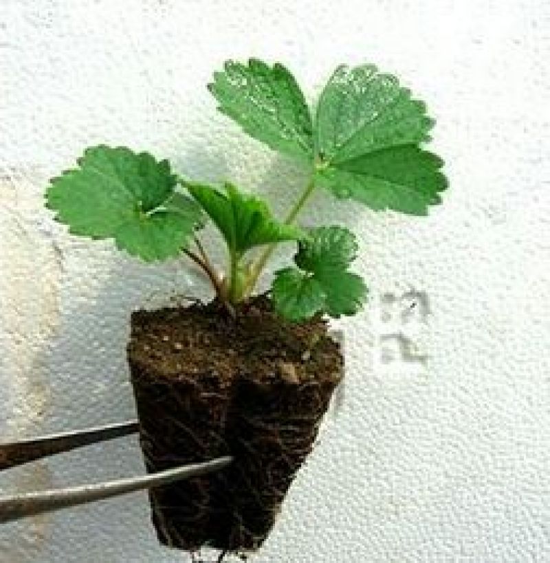 草莓苗红颜奶油草莓甜查理草莓四季盆栽草莓