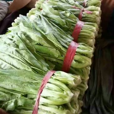 油麦菜25~30厘米以上
