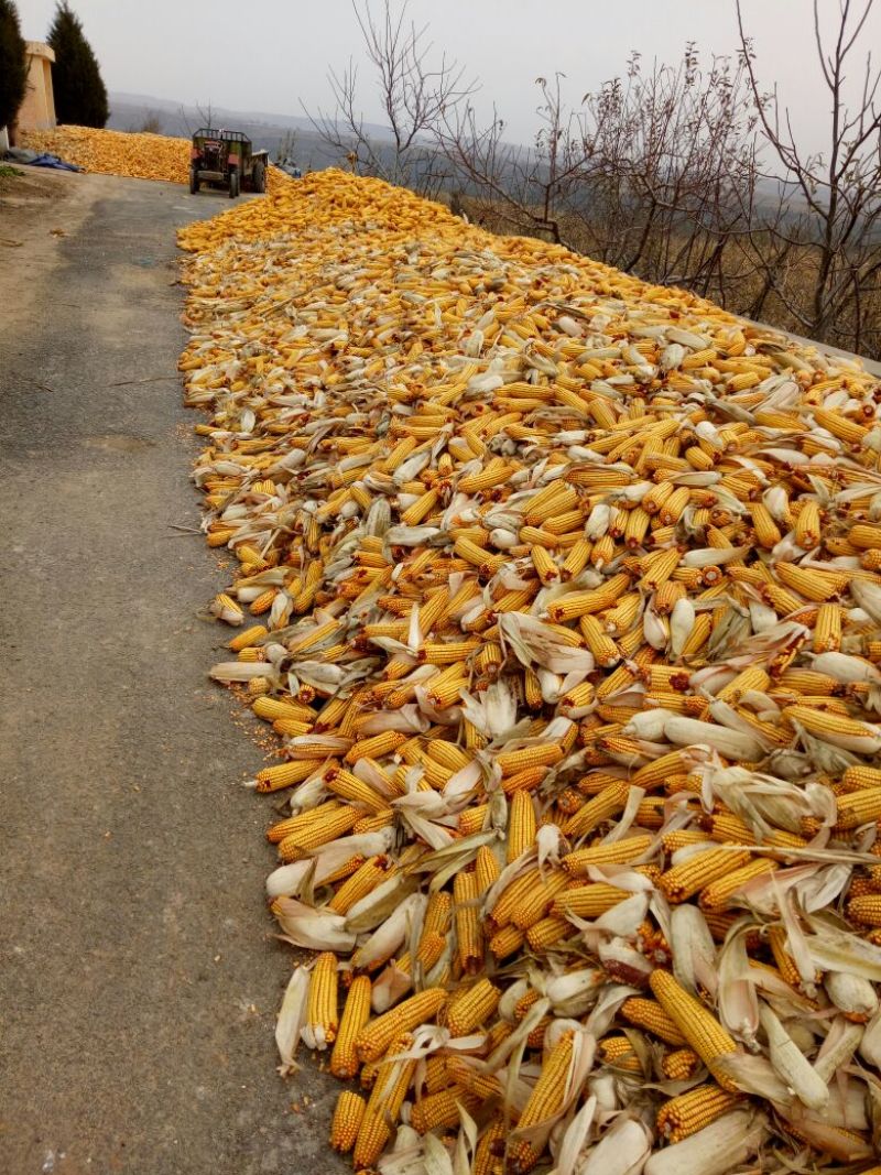 黄玉米16~20%