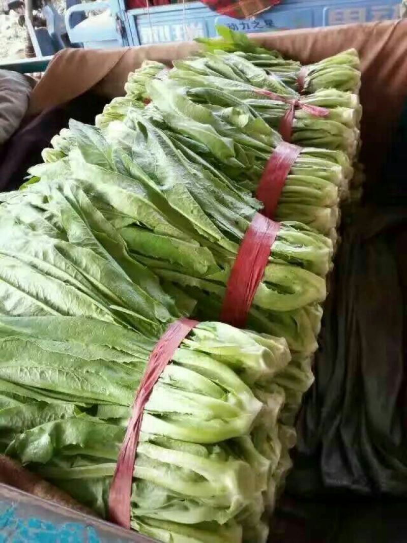 油麦菜25~30厘米以上