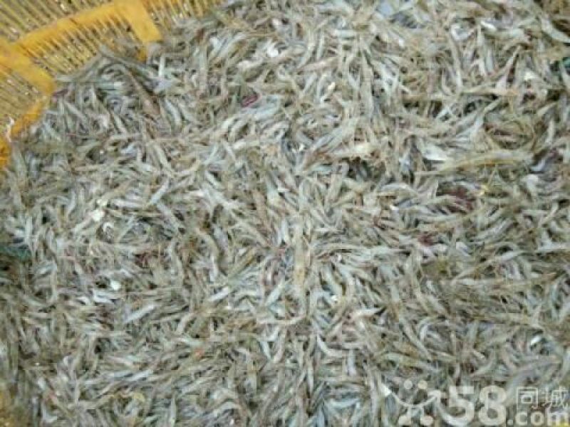 河虾活虾26~30只/kg