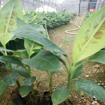 香蕉苗威廉斯桂蕉大巴西