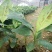 香蕉苗威廉斯桂蕉大巴西