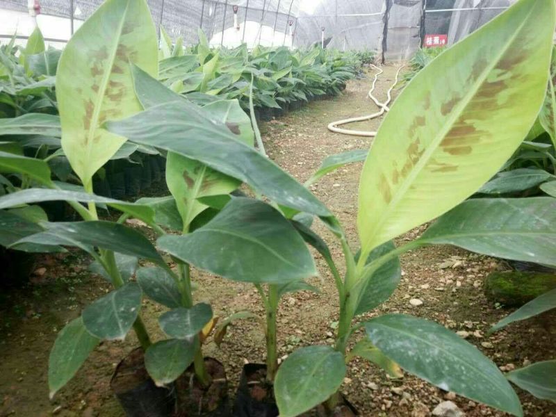 香蕉苗威廉斯桂蕉大巴西