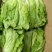 河南南阳露天精品意大利生菜基地直供保证质量