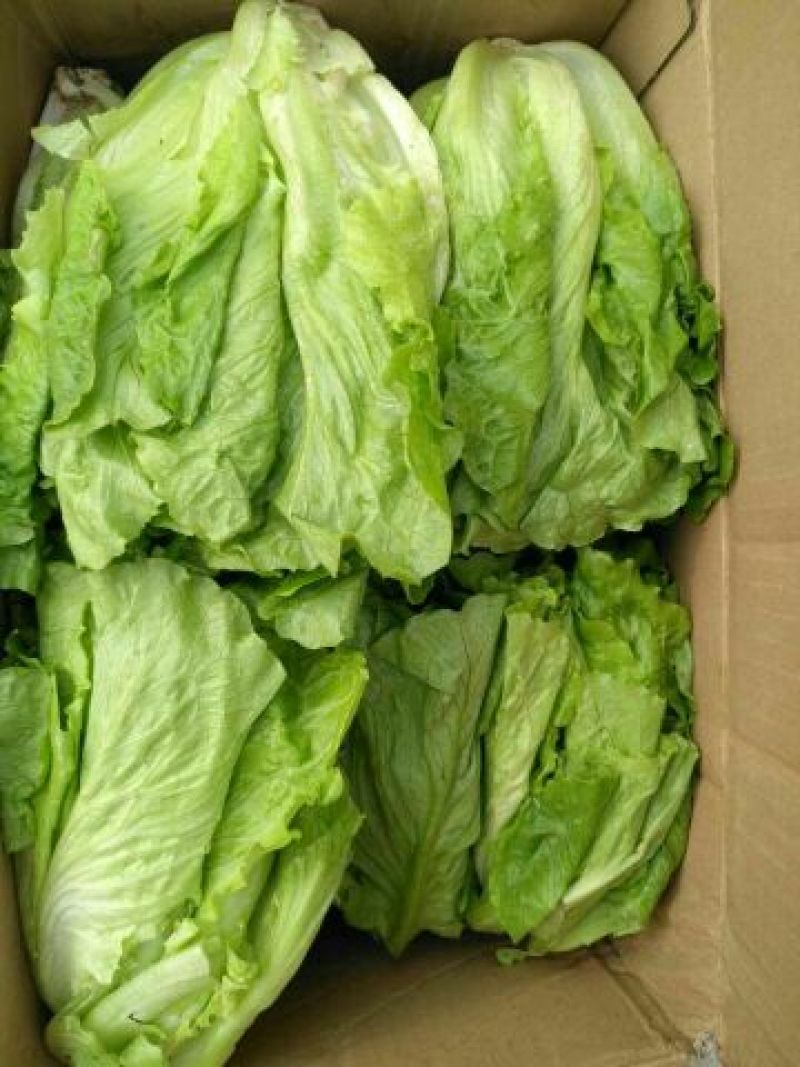 河南南阳露天精品意大利生菜基地直供保证质量