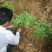 蔷薇苗藤本大花浓香庭院爬藤植物花卉盆栽阳台玫瑰爬墙四季