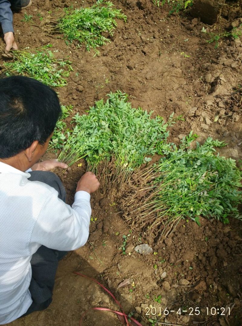 蔷薇苗藤本大花浓香庭院爬藤植物花卉盆栽阳台玫瑰爬墙四季