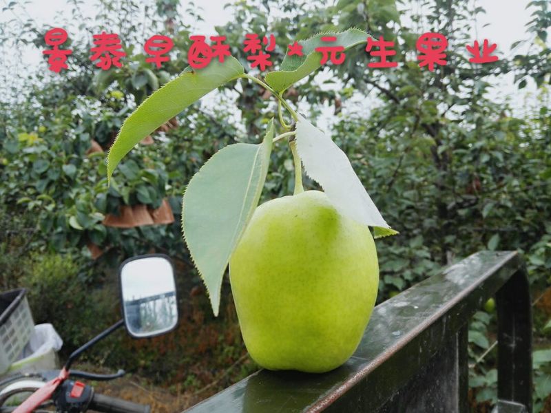 早酥梨150~200g光果