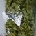 杭州白菊散装