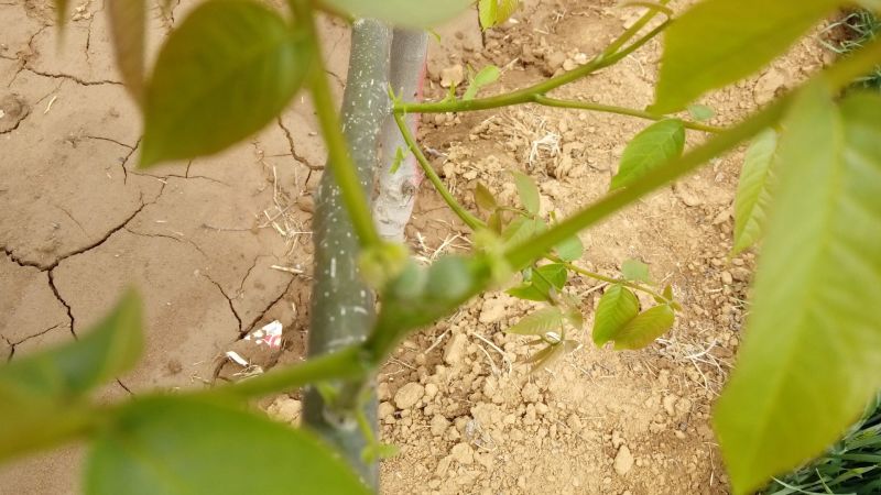 薄皮核桃30mm以上青皮