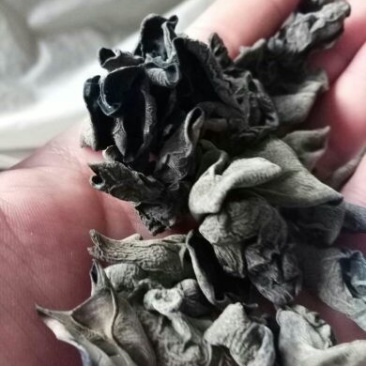 黑木耳特级