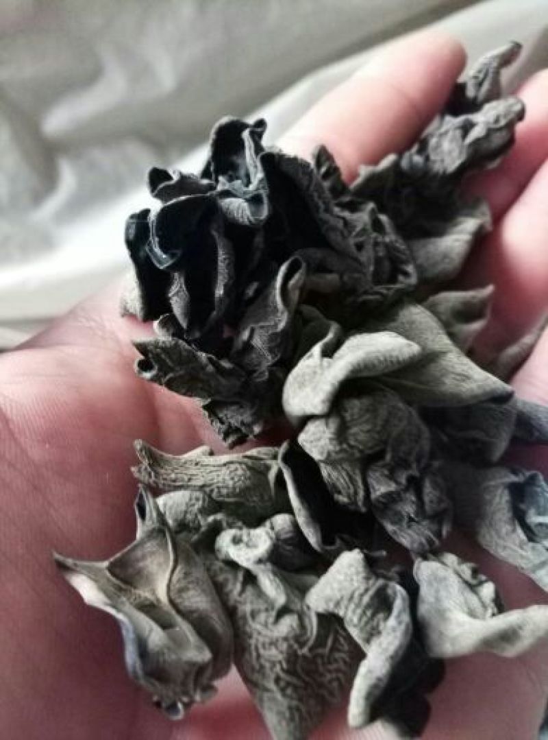 黑木耳特级