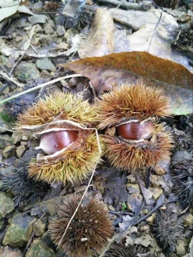 锥栗板栗