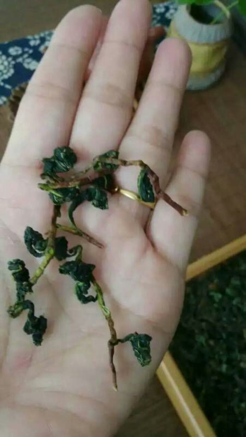 观音茶特级