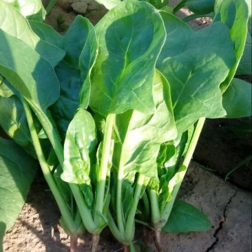 大叶菠菜
