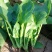 大叶菠菜