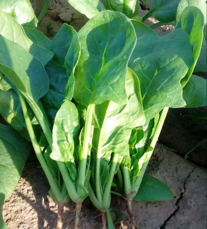 大叶菠菜