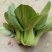 上海青苏州青小白菜8~10cm