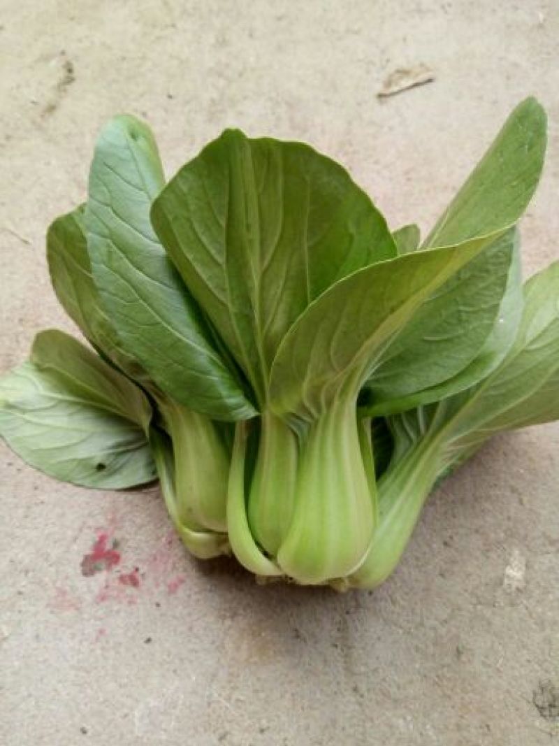 上海青苏州青小白菜8~10cm