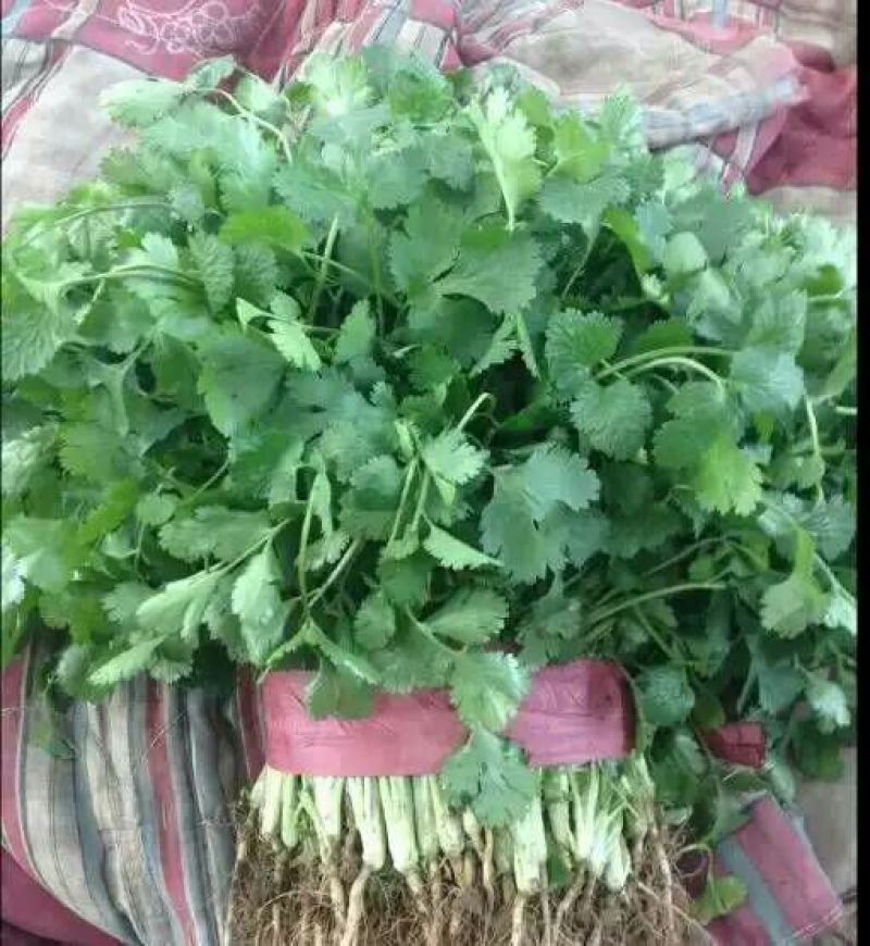 香菜15~20厘米以上