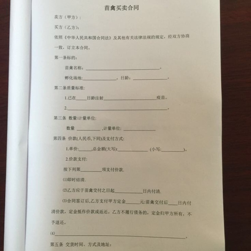扬州大白鹅苗