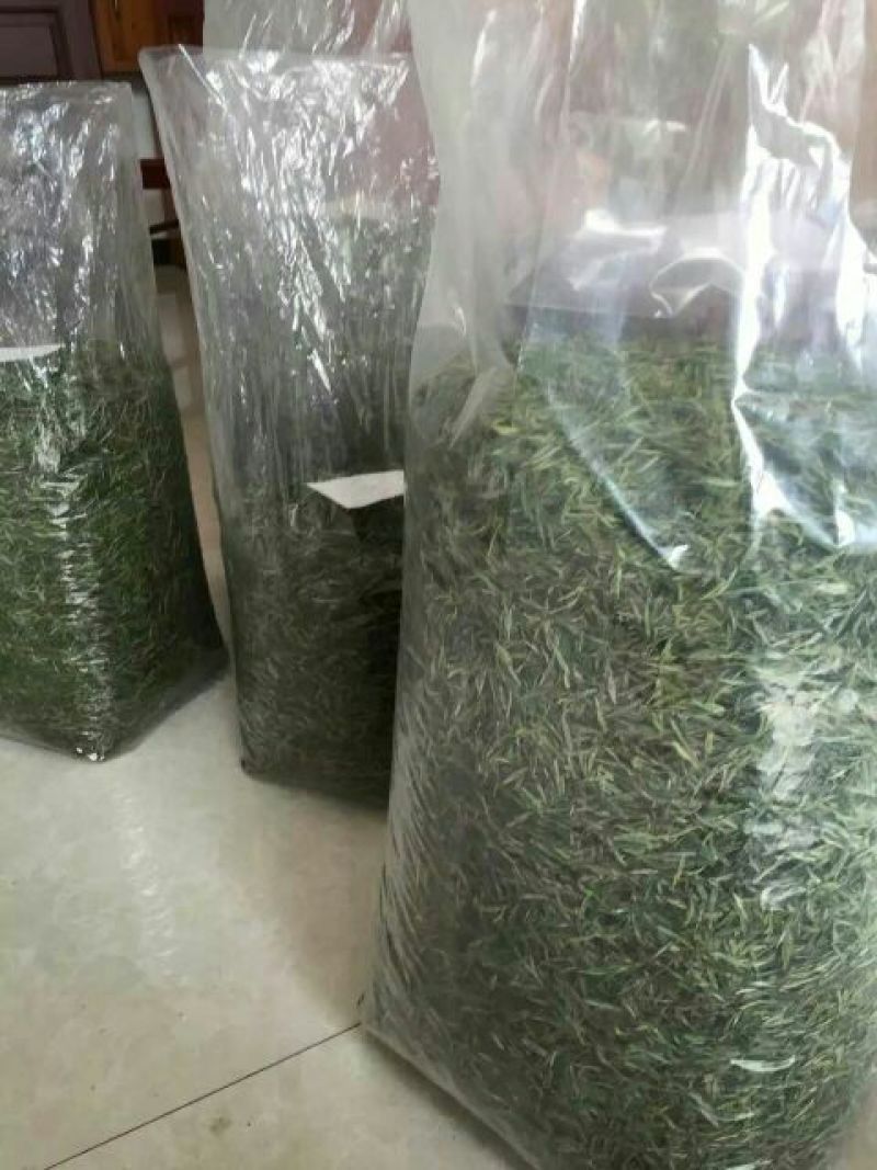 本山茶一级