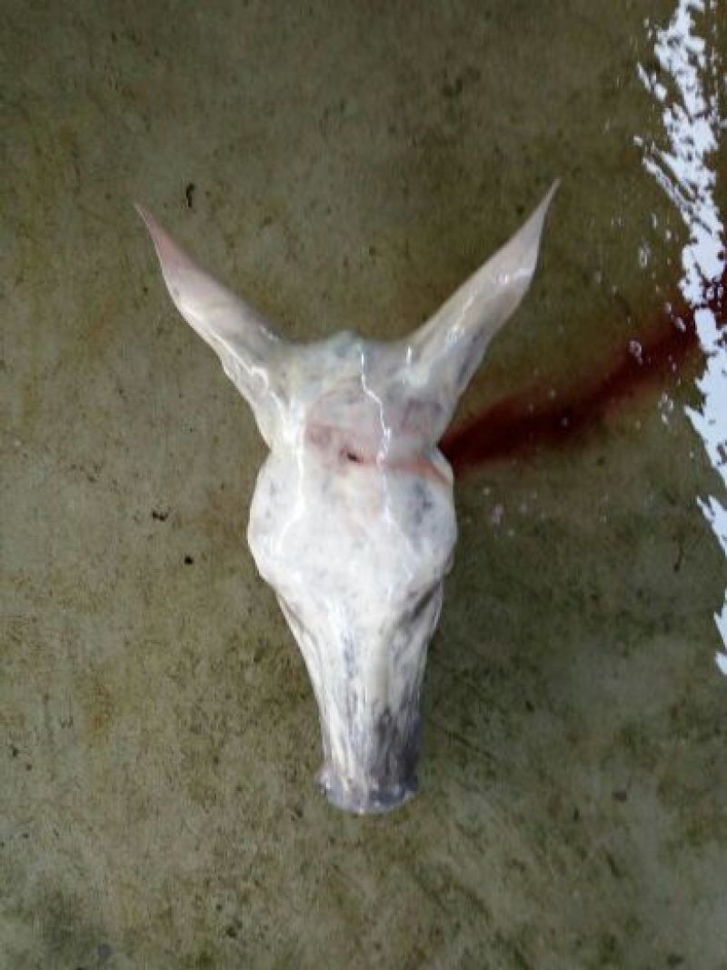 驴肉