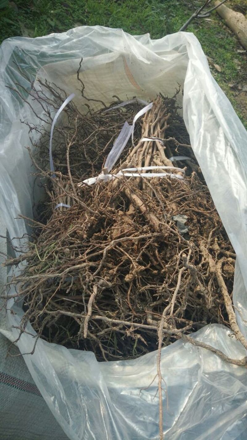 户太八号葡萄苗1年30~50cm