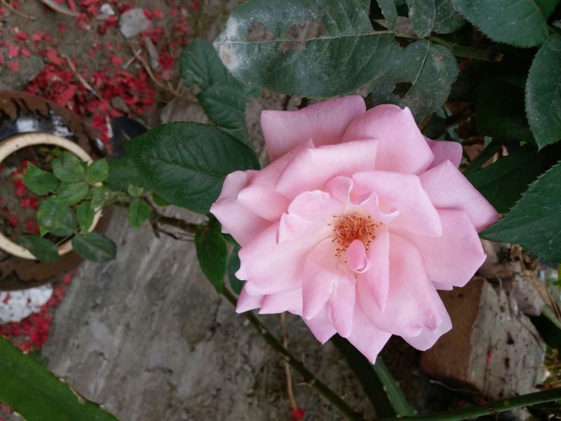 玫瑰盆花不含盆
