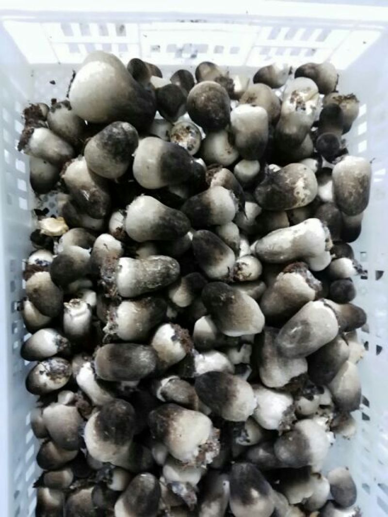 鲜草菇